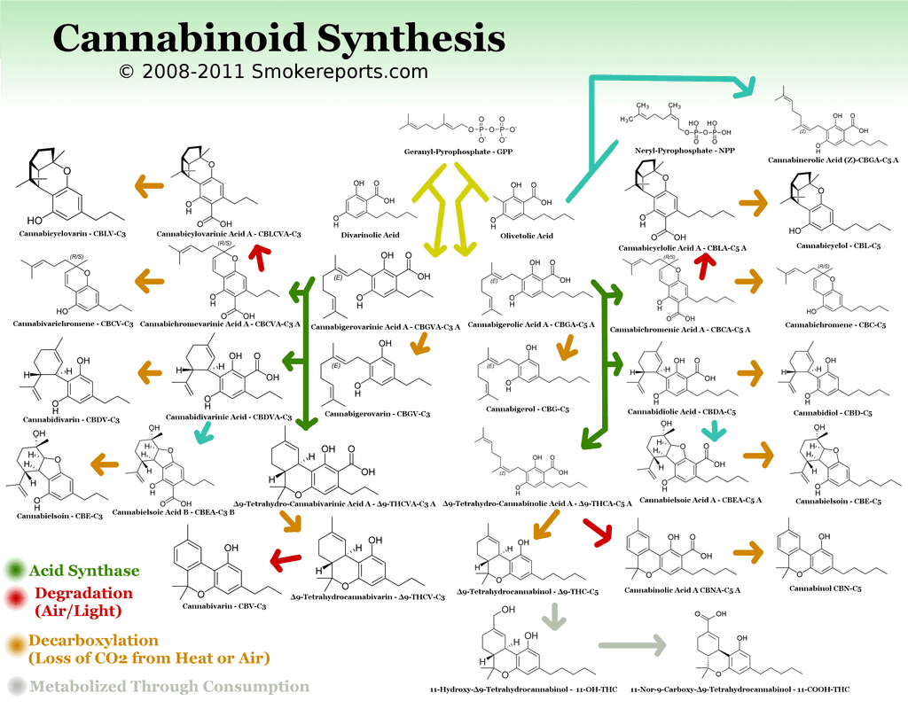 Cannabinoid Synthesis Chart